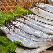 冰鲜多春鱼(有籽)