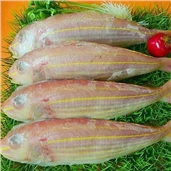 冰鲜红衫鱼