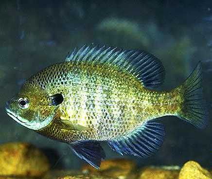 新鲜太阳鱼（0.3-0.4斤）（毛重）