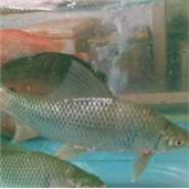 大鲮鱼（0.7-0.9斤）