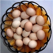 初生蛋